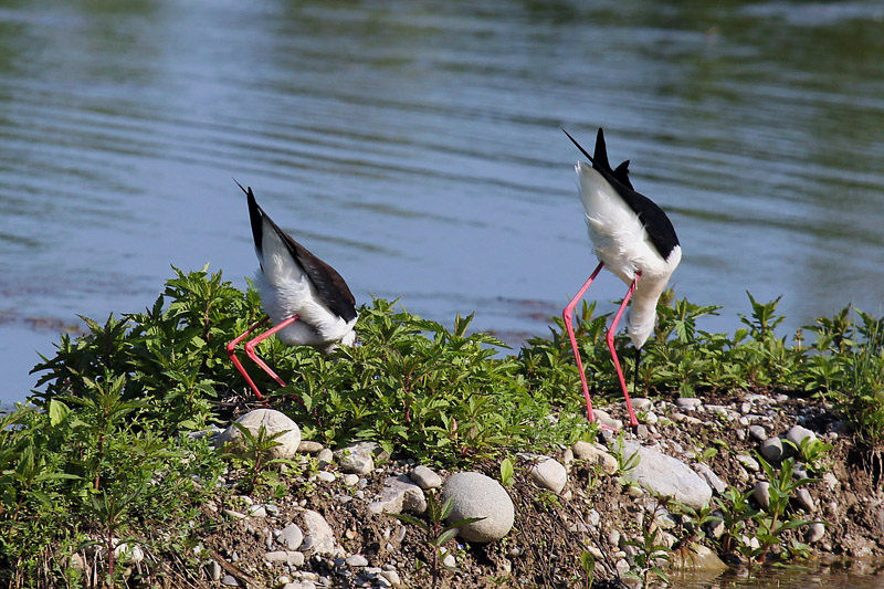 Cavaliere d''italia (Himantopus himantopus)